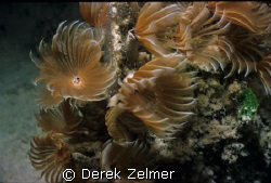 Social feather dusters, Graham's Harbour, San Salvador Is... by Derek Zelmer 